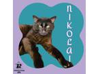 Adopt Nikolai a All Black Domestic Shorthair / Mixed Breed (Medium) / Mixed