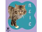 Adopt Neil a Tan or Fawn Domestic Mediumhair / Mixed Breed (Medium) / Mixed