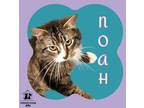 Adopt Noah a Tan or Fawn Domestic Mediumhair / Mixed Breed (Medium) / Mixed