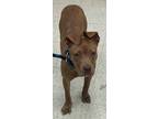 Adopt Marigold a Brindle American Pit Bull Terrier / Mixed Breed (Medium) /