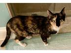Adopt Baby Girl a Calico or Dilute Calico Domestic Shorthair (short coat) cat in