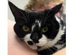 Adopt Zoey a Domestic Shorthair / Mixed cat in Sheboygan, WI (41462930)