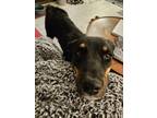 Adopt Tilly a Black - with Tan, Yellow or Fawn Australian Cattle Dog / Labrador