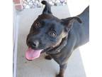 Adopt Blue Bunny a Pit Bull Terrier / Shepherd (Unknown Type) / Mixed dog in