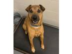 Adopt Judah a Tan/Yellow/Fawn Australian Cattle Dog / Mixed Breed (Medium) /
