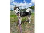 Adopt Polar Pop a Black Husky / Mixed Breed (Medium) / Mixed (short coat) dog in