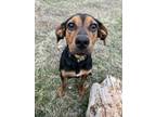 Adopt Honey a Black - with Tan, Yellow or Fawn Black and Tan Coonhound / Mixed