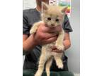 Adopt Steely Dan a Domestic Short Hair