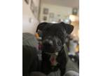 Adopt King a Staffordshire Bull Terrier