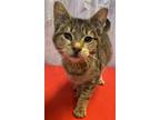 Adopt Reno a Brown Tabby Domestic Shorthair / Mixed Breed (Medium) / Mixed