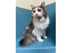 Adopt Rose a Gray or Blue Domestic Longhair / Mixed Breed (Medium) / Mixed