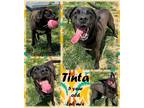 Adopt Tinta a Merle Labrador Retriever / Mixed Breed (Medium) / Mixed (short