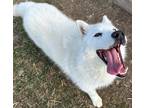 Adopt Mallow a White Samoyed / Mixed Breed (Medium) / Mixed (short coat) dog in
