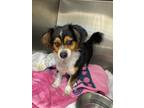 Adopt Brandon a Black Papillon / Mixed Breed (Medium) / Mixed (short coat) dog