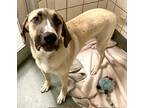 Adopt Kane a Brindle Anatolian Shepherd / Great Pyrenees / Mixed (short coat)