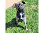 Adopt Brutus a Brindle Labrador Retriever / German Shepherd Dog / Mixed dog in