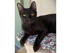 Adopt Kitten Rye a Black (Mostly) Domestic Shorthair / Mixed (short coat) cat in