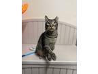Adopt Raphael a Tan or Fawn Tabby Domestic Shorthair (short coat) cat in Moscow