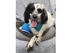 Adopt Pogo II a Cocker Spaniel / Poodle (Standard) / Mixed dog in Little Rock