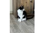 Adopt Mufla a Black & White or Tuxedo American Shorthair / Mixed (short coat)