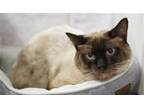 Adopt Jonah a Cream or Ivory (Mostly) Siamese / Mixed (short coat) cat in