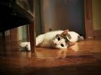 Adopt Cliff ADULT MALE a White (Mostly) Domestic Shorthair / Mixed (short coat)