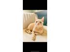 Adopt Keiko a Orange or Red (Mostly) Domestic Shorthair / Mixed (short coat) cat