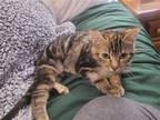 Adopt Heniretta a Brown Tabby Domestic Shorthair / Mixed (short coat) cat in