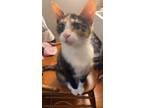 Adopt Maple a Calico or Dilute Calico Domestic Shorthair / Mixed (short coat)
