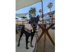 Adopt Taco a Black - with Tan, Yellow or Fawn Miniature Pinscher / Mixed dog in