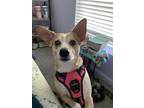 Adopt Penny Mae a Tan/Yellow/Fawn - with White Corgi / Beagle / Mixed dog in St