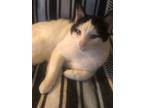 Adopt Onyx a Black & White or Tuxedo American Shorthair / Mixed (medium coat)