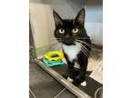 Adopt Nutmeg a All Black Domestic Shorthair / Mixed Breed (Medium) / Mixed