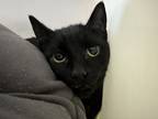Adopt Blob a All Black Domestic Shorthair / Mixed Breed (Medium) / Mixed (short