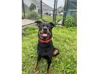 Adopt Finnick a Black Rottweiler / Mixed Breed (Medium) / Mixed (short coat) dog