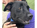Adopt Aphrodite a Black Labrador Retriever / Mixed Breed (Medium) / Mixed (short