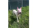Adopt Yahtzee a White Bull Terrier / Mixed Breed (Medium) / Mixed (short coat)