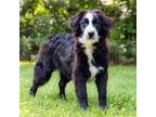 Adopt PUPPY POPPY TRAINED a Australian Shepherd / Mixed dog in Charlotte