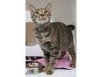 Adopt Chanel (Bonded with Coco) (Smitten Kitten) a Brown Tabby Domestic