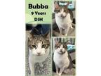 Adopt Bubba a Brown Tabby Domestic Shorthair / Mixed Breed (Medium) / Mixed