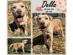 Adopt Della a Tan/Yellow/Fawn Labrador Retriever / Mixed Breed (Medium) / Mixed
