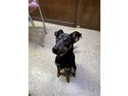 Adopt Gomer a Black - with Brown, Red, Golden, Orange or Chestnut Great Dane /