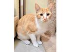 Adopt Cardinal a Orange or Red Tabby Domestic Shorthair cat in Maryville