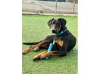 Adopt Grover a Black - with Brown, Red, Golden, Orange or Chestnut Doberman