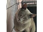 Adopt Brandy [CP] a Gray or Blue Russian Blue / Mixed (short coat) cat in
