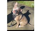 Adopt Tango a Brown/Chocolate - with White American Staffordshire Terrier /