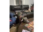 Adopt Thor a Gray/Blue/Silver/Salt & Pepper American Pit Bull Terrier / Mixed