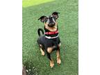 Adopt Felix a Black - with Tan, Yellow or Fawn Miniature Pinscher / Mixed dog in