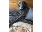 Adopt Tybalt a Black Labrador Retriever / Hound (Unknown Type) / Mixed dog in