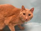 Adopt Benny a Gray or Blue (Mostly) Manx / Mixed Breed (Medium) / Mixed (short